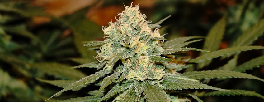 Lemon Shining Silver Haze Lemon Shining Silver Haze