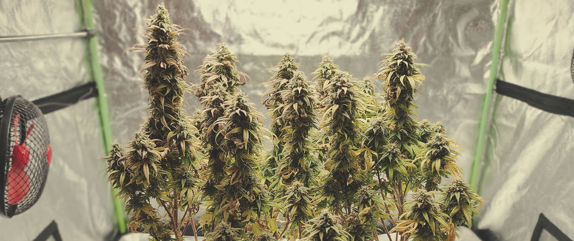 Lemon Shining Silver Haze Lemon Shining Silver Haze