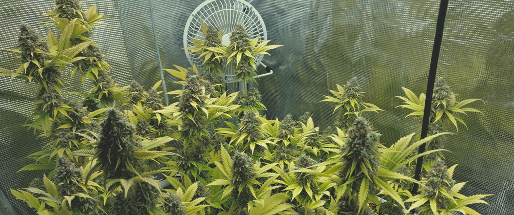 Lemon Shining Silver Haze Lemon Shining Silver Haze
