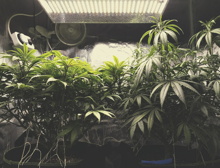 Autoflowering Cannabis Seeds for Indoor Growing Autoflowering Cannabis Seeds for Indoor Growing