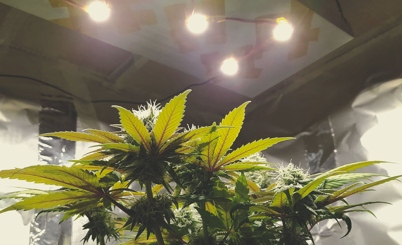 How To Avoid Small Auto Cannabis Plants How To Avoid Small Auto Cannabis Plants