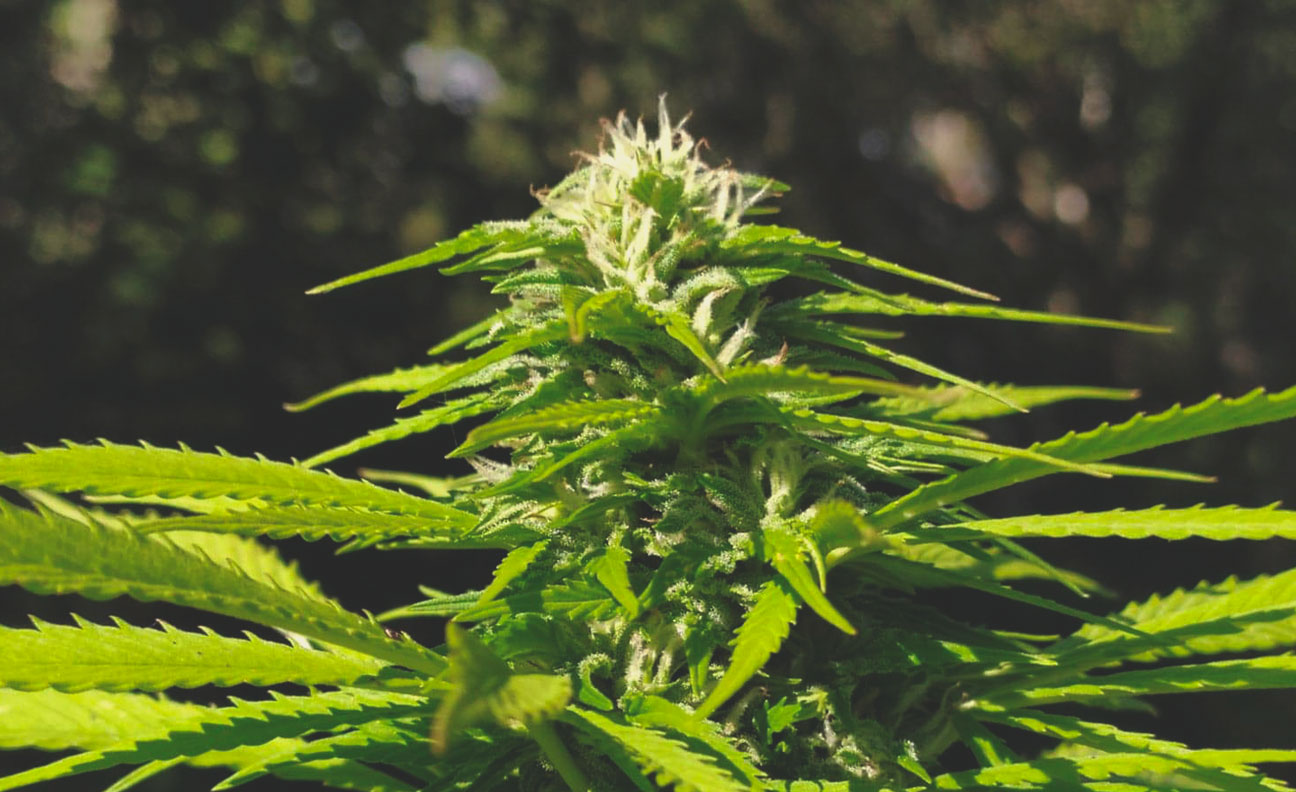 How To Avoid Small Auto Cannabis Plants How To Avoid Small Auto Cannabis Plants