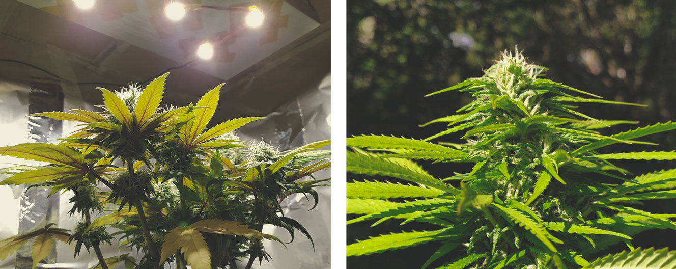 How To Avoid Small Auto Cannabis Plants How To Avoid Small Auto Cannabis Plants