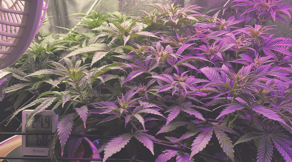 What Are the Differences in Flavor? What Are the Differences in Flavor?