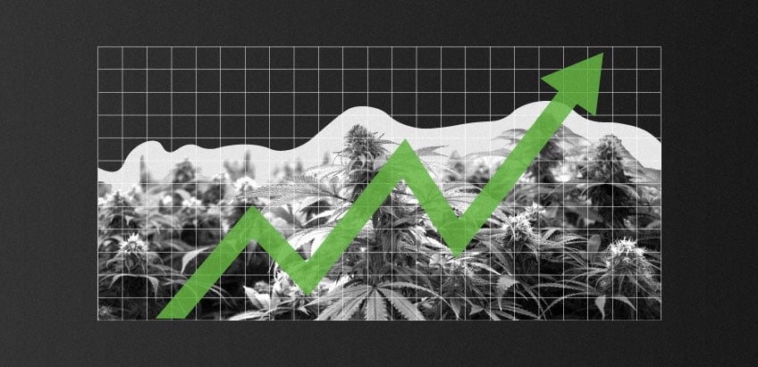 Maximum Yield With Autoflowering Cannabis