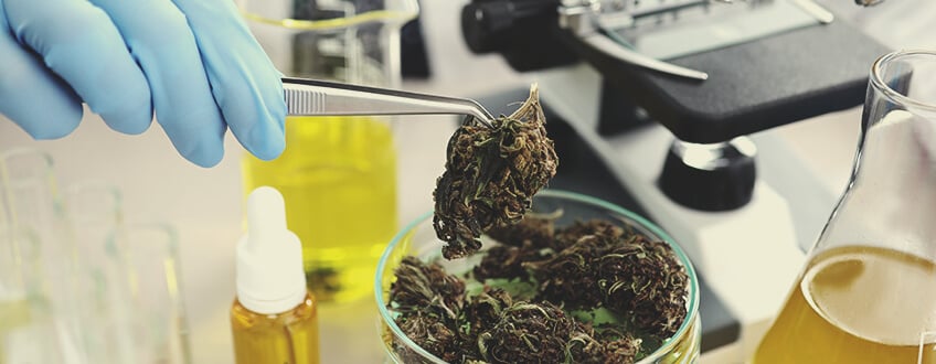 La legalització significa que podem regular millor el cànnabis