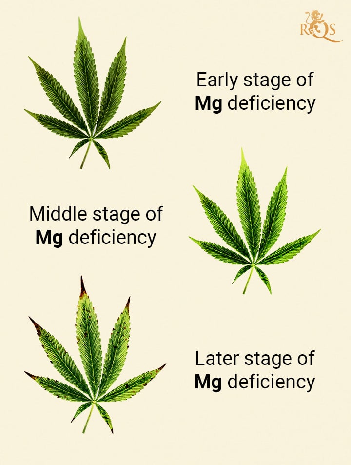 Magnesium deficiency stages Magnesium deficiency stages