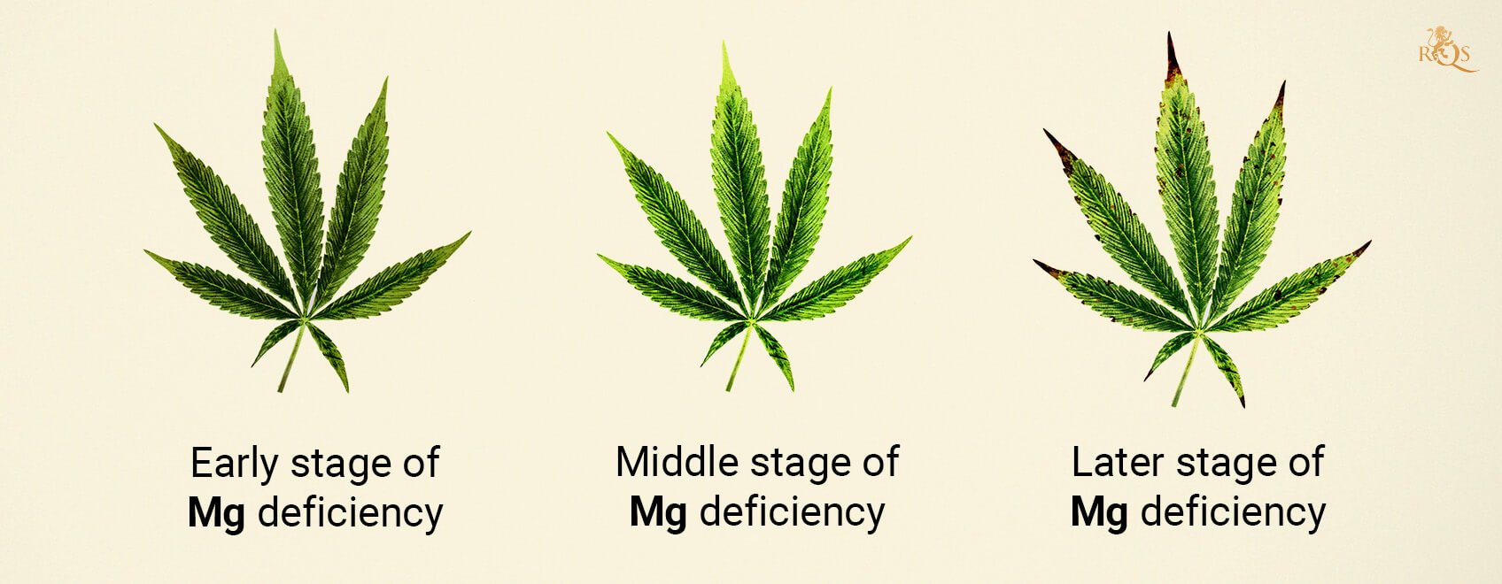 Magnesium deficiency stages Magnesium deficiency stages
