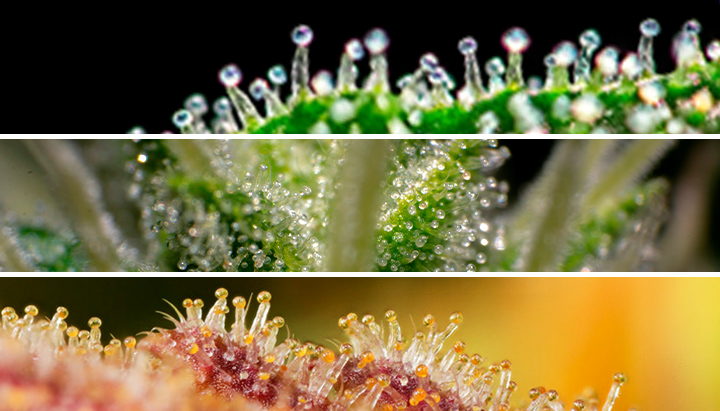 Microscope pour Smartphone RQS - Royal Queen Seeds