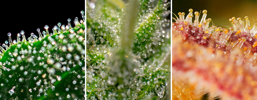 SmartPhone Trichome Scope - Easiest way to check on Trichome
