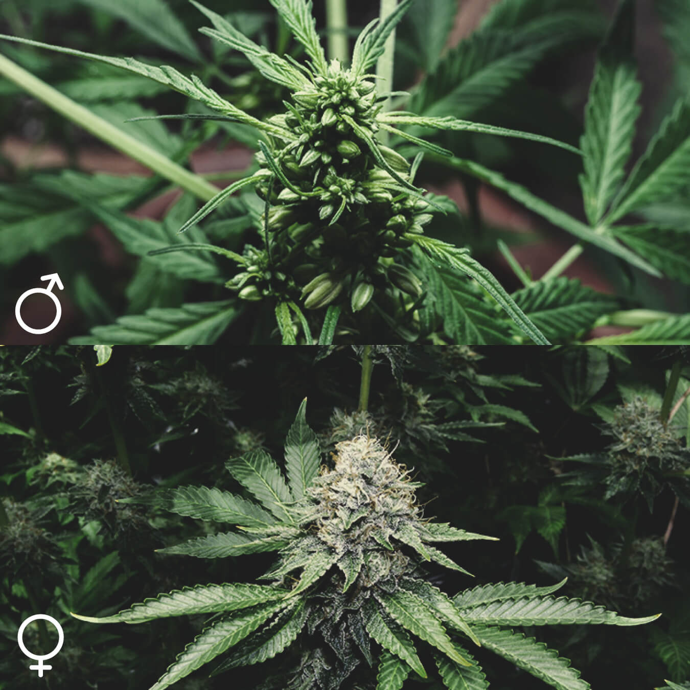 Totes les plantes de marihuana són iguals?