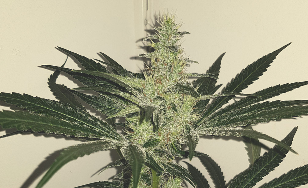 Mother Gorilla Mother Gorilla