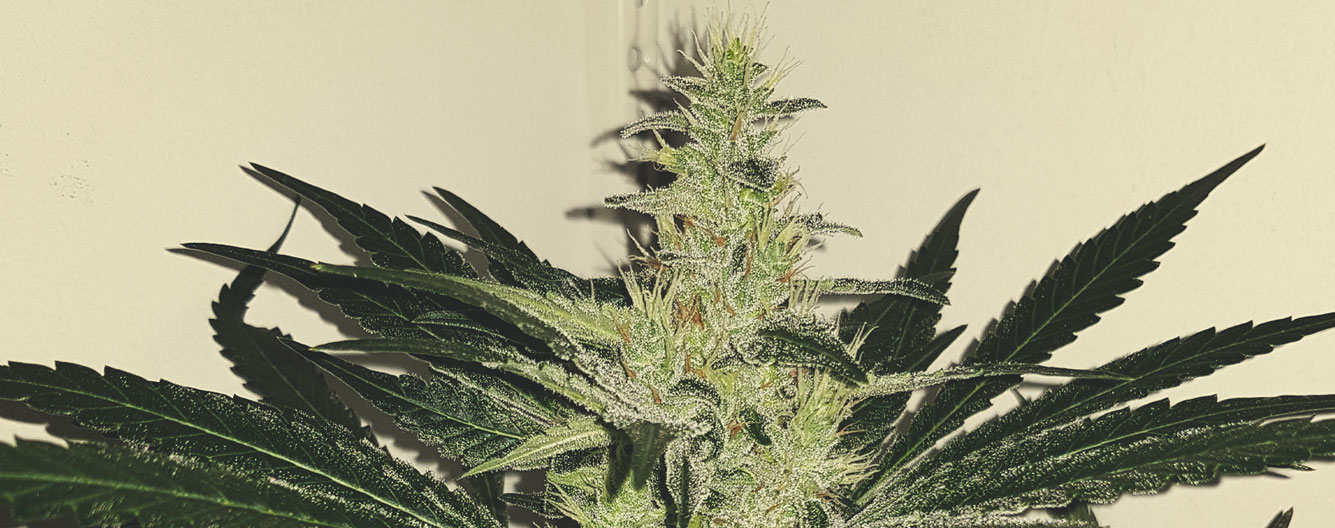 Mother Gorilla Mother Gorilla