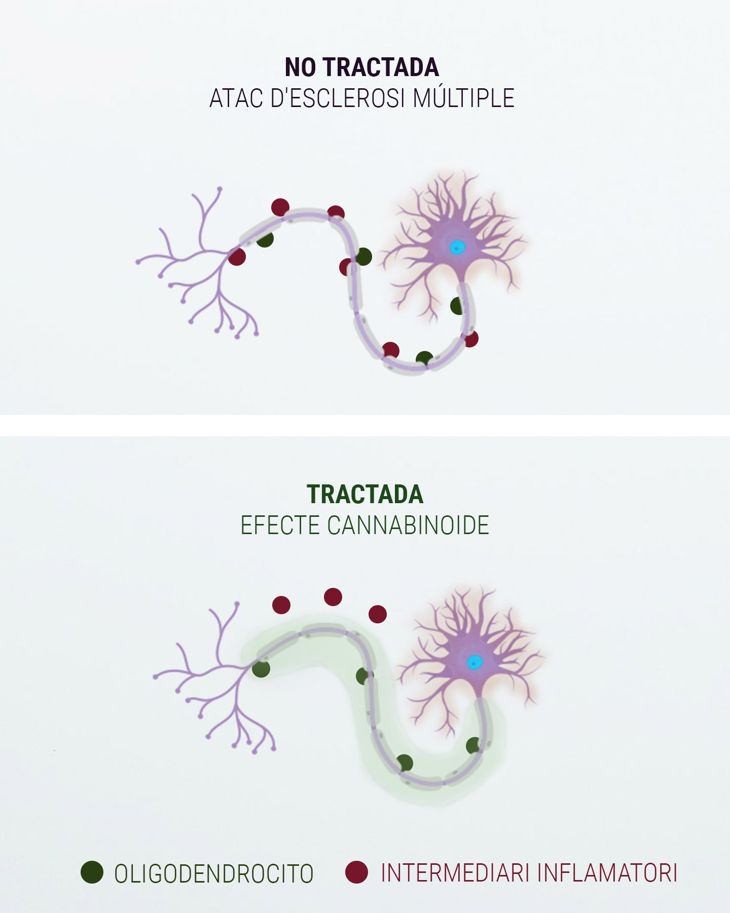 Introducció al sistema endocannabinoide