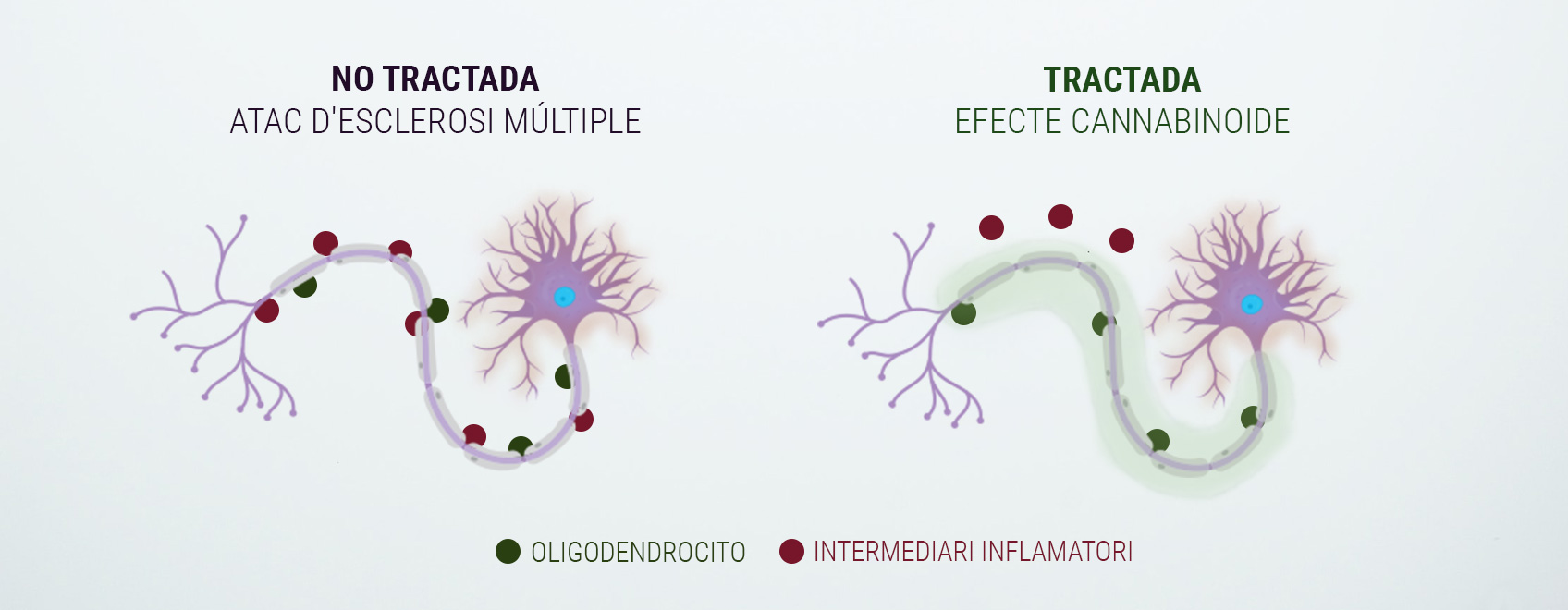 Introducció al sistema endocannabinoide Introducció al sistema endocannabinoide