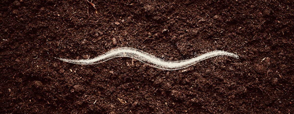 Nematodes Nematodes