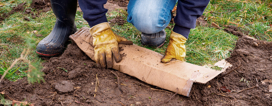 All About No-Till and No-Dig Gardening for Growing Weed