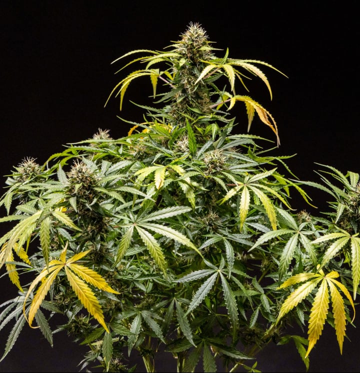 North Thunderfuck cannabis plant showing dense resinous buds with orange pistils and frosty trichomes during late flowering