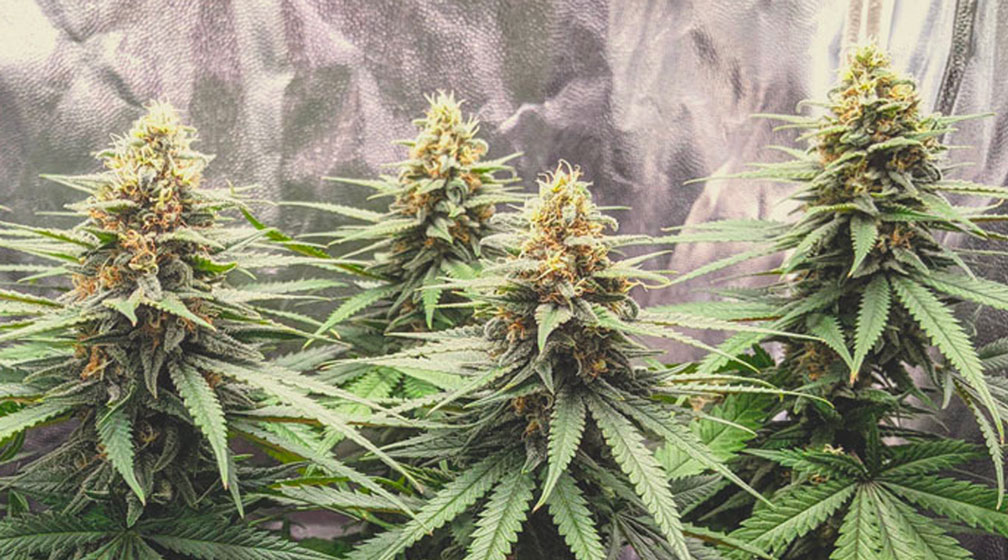 Top 10 Most Popular Feminized Cannabis Strains Top 10 Most Popular Feminized Cannabis Strains