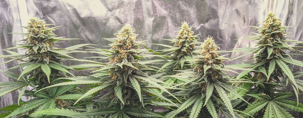 Top 10 Most Popular Feminized Cannabis Strains Top 10 Most Popular Feminized Cannabis Strains
