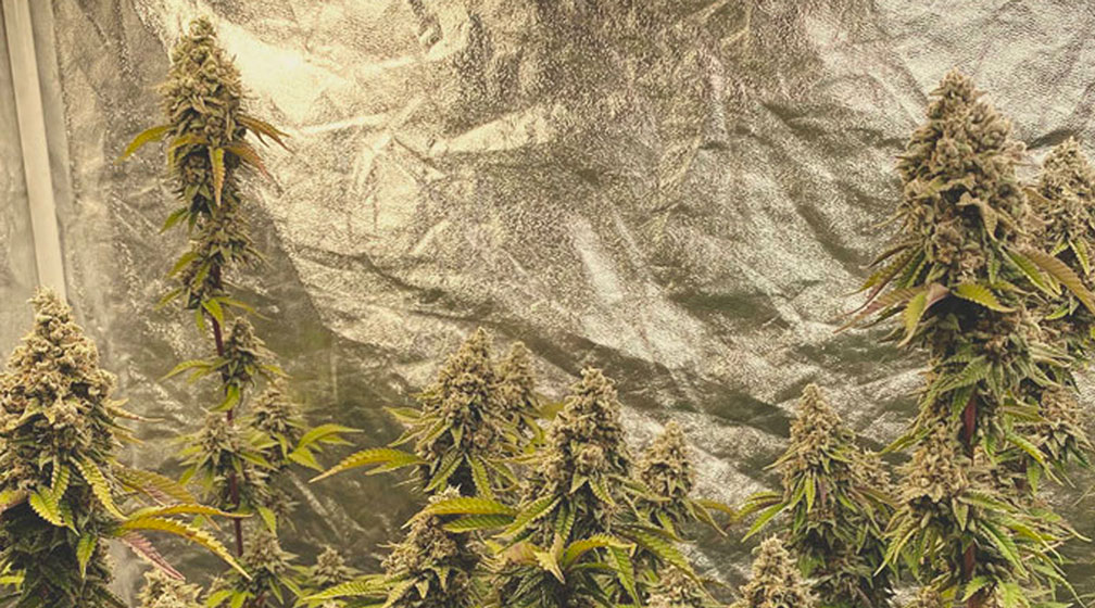 Top 10 Most Popular Feminized Cannabis Strains Top 10 Most Popular Feminized Cannabis Strains