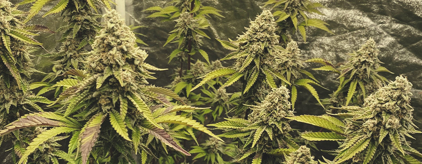 OG Kush OG Kush