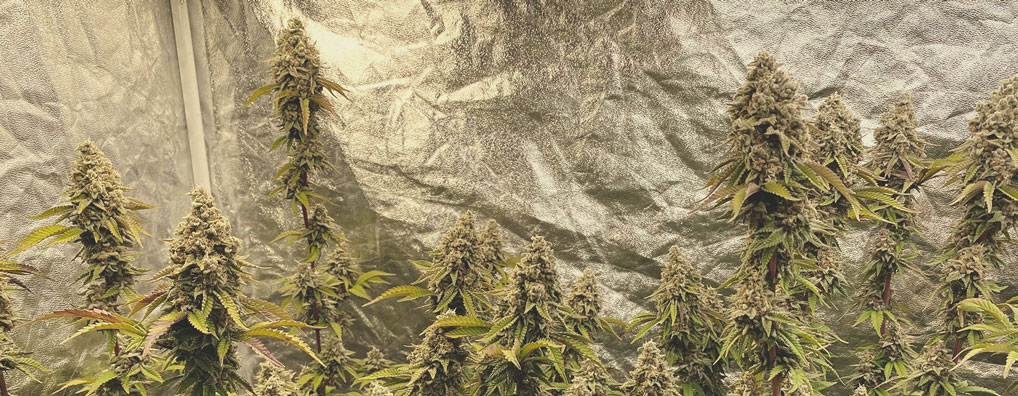 Top 10 Most Popular Feminized Cannabis Strains Top 10 Most Popular Feminized Cannabis Strains