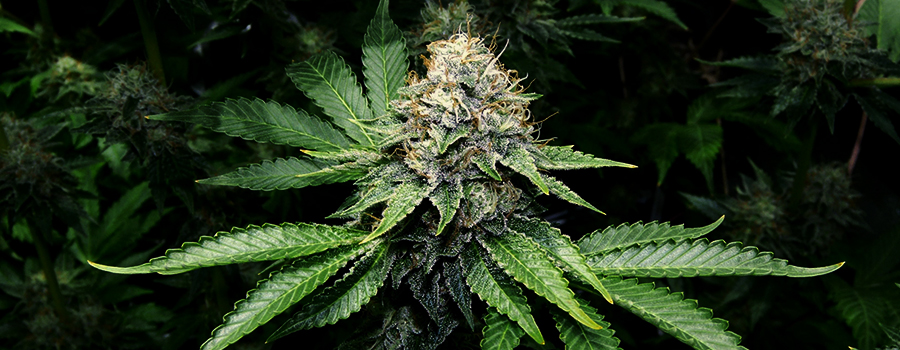 OG KUSH
