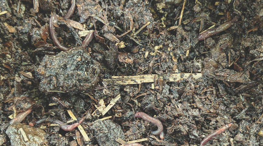 Diverse Soil Biology Diverse Soil Biology