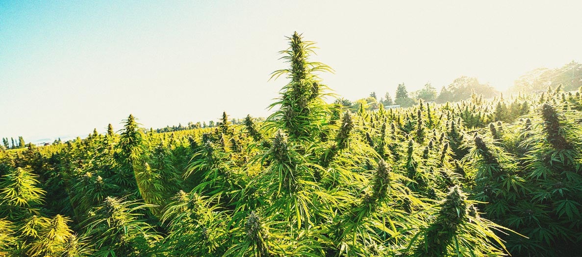 Consejos para cultivar marihuana en climas fríos Consejos para cultivar marihuana en climas fríos