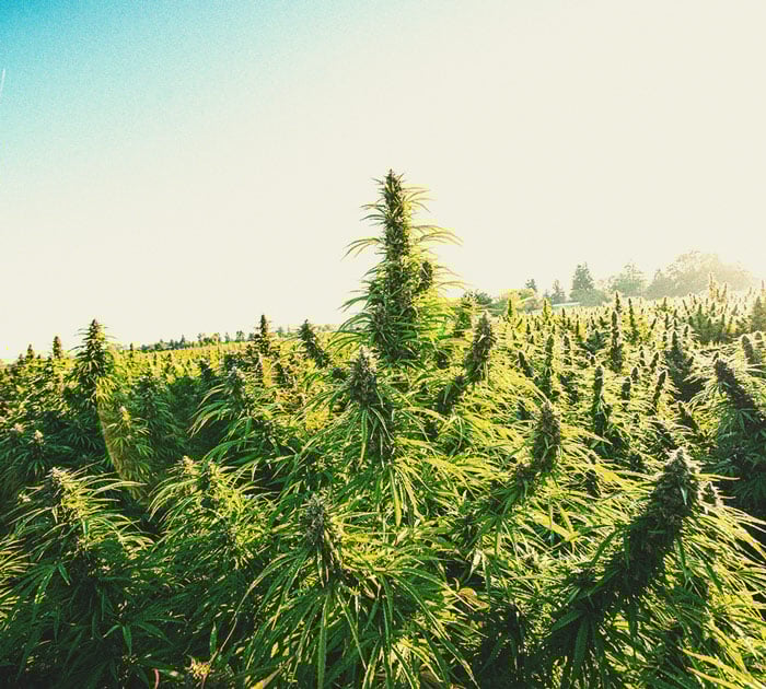 Consejos para cultivar marihuana en climas fríos Consejos para cultivar marihuana en climas fríos