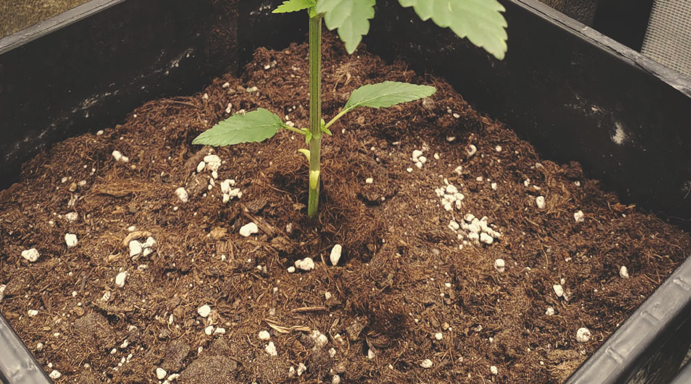 How Does Perlite Benefit Cannabis Plants? How Does Perlite Benefit Cannabis Plants?