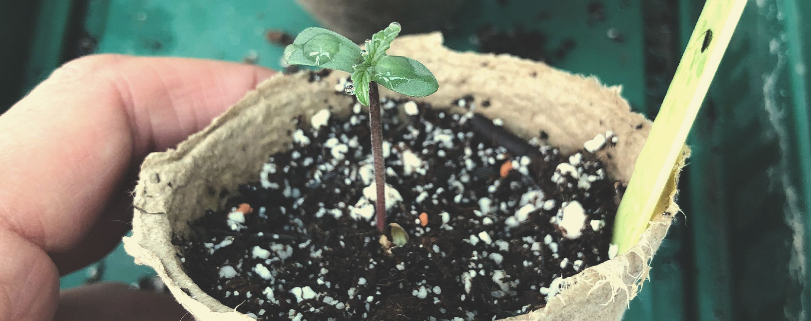 How Does Perlite Benefit Cannabis Plants? - RQS Blog