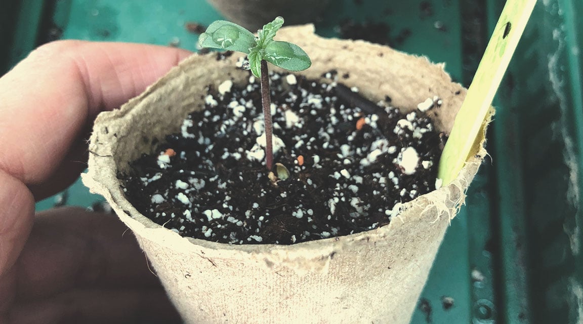 Measuring Perlite Quantity for Different Pot Sizes