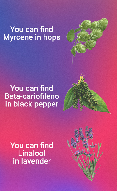 Myrcene, Linalool and Beta-caryophyllene Myrcene, Linalool and Beta-caryophyllene