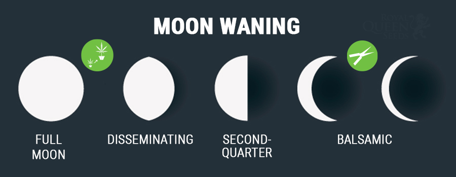 moon phases cannabis