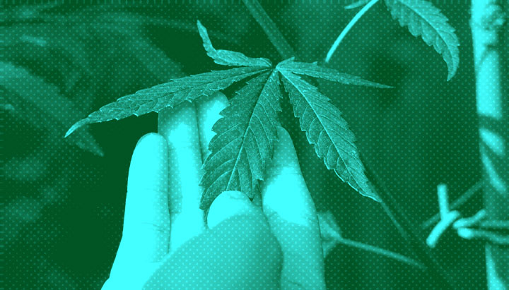 Cannabis Home Gardening Cannabis Home Gardening