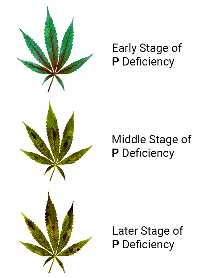 Phosphorus Deficiency in Cannabis