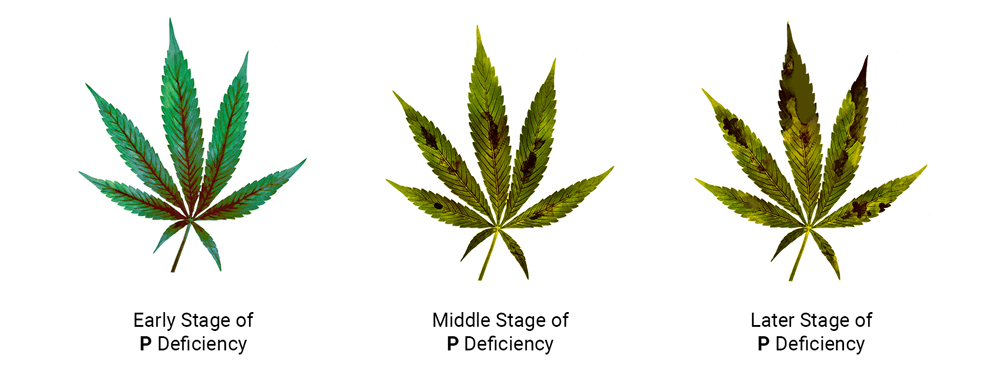 Phosphorus Deficiency in Cannabis