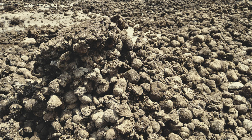 Pig Manure Pig Manure
