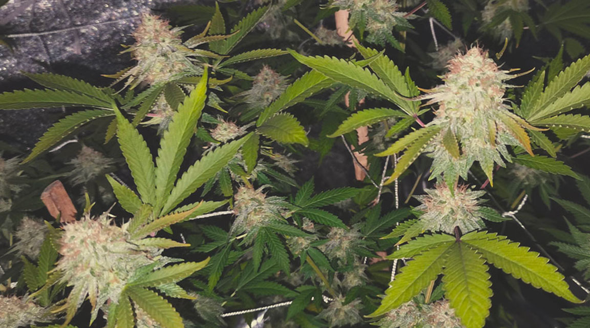 Pineapple Kush Pineapple Kush