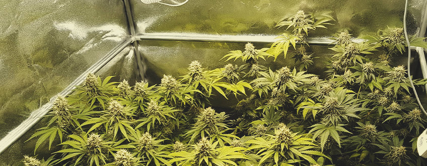 Pineapple Kush Pineapple Kush