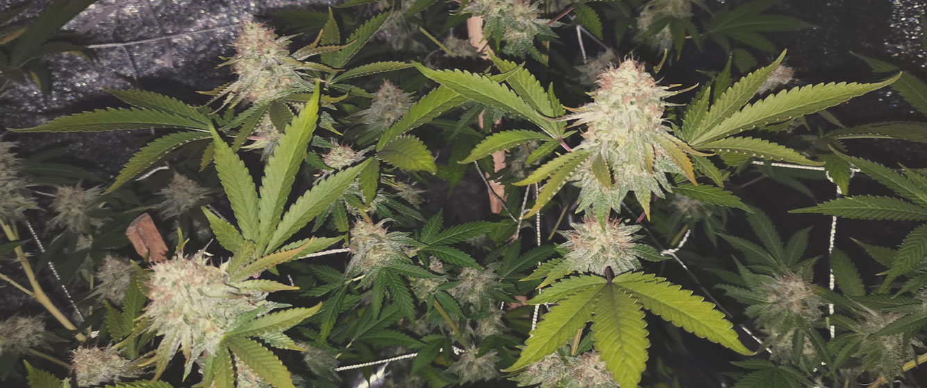 Pineapple Kush Pineapple Kush