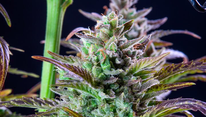 Pinapple Kush
