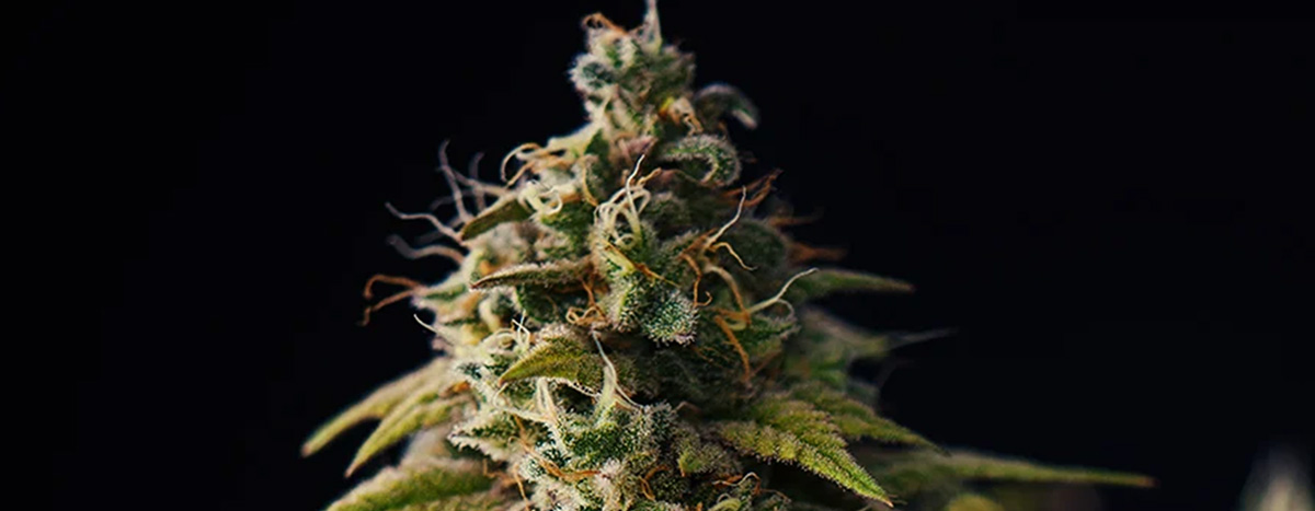 Orange pistils Orange pistils
