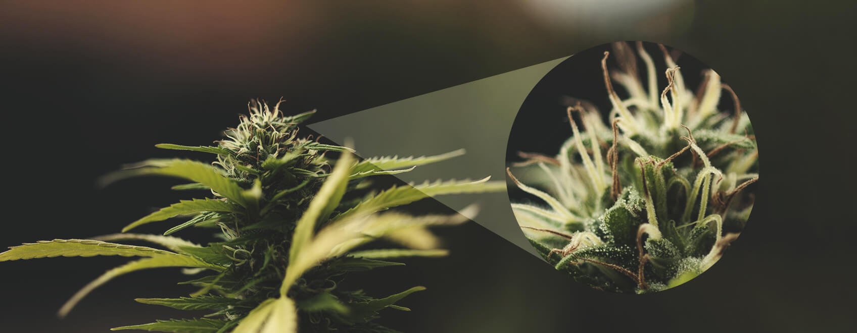 Cómo saber si una planta hembra ha sido polinizada Cómo saber si una planta hembra ha sido polinizada
