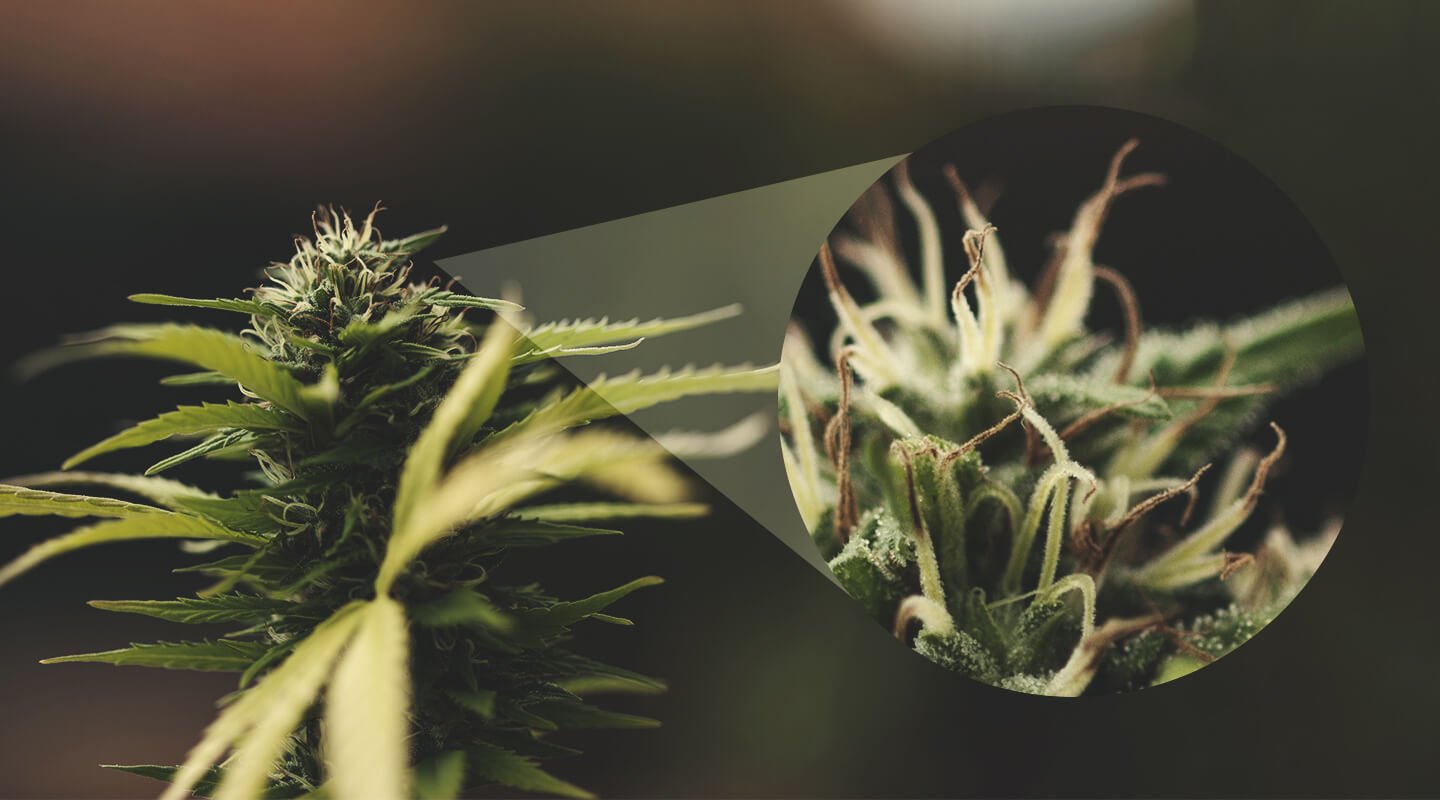 Cómo saber si una planta hembra ha sido polinizada Cómo saber si una planta hembra ha sido polinizada
