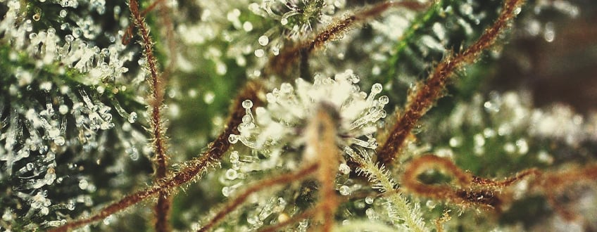 PISTILS DEVELOP A DARKER COLOUR PISTILS DEVELOP A DARKER COLOUR
