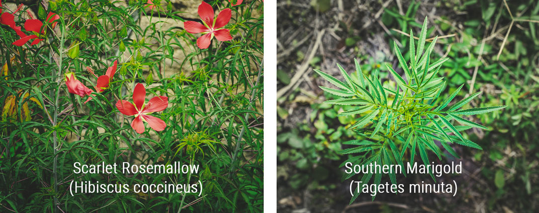 Plants That Look Similar to Cannabis
