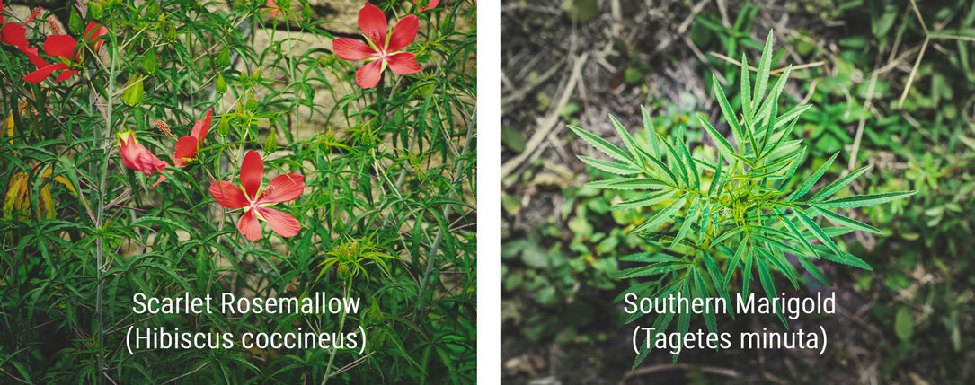 Plants That Look Similar to Cannabis Plants That Look Similar to Cannabis
